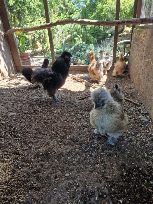 Silki jedwabiste ayam cemani kury i kogutyy