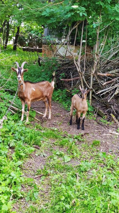Продам домашню породисту козу