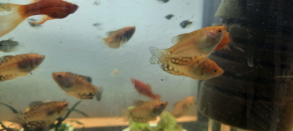 Gurami złote marmurkowe i mozaikowe