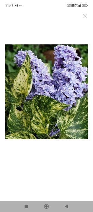 Бузок "Aucubaefolia"