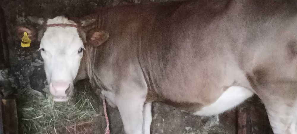 Jałóweczka, jałówka