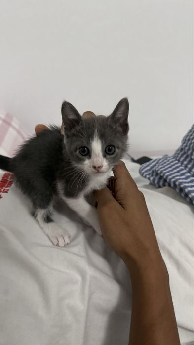 Gatinhos grátis