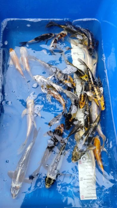 Karpie koi Butterfly Longfin 15-25 cm