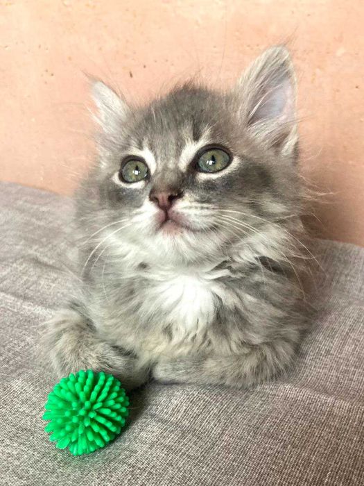 Кошеня терміново шукає сім'ю