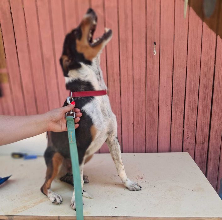 LUCAS um patudo alegre e simpático para adoção;