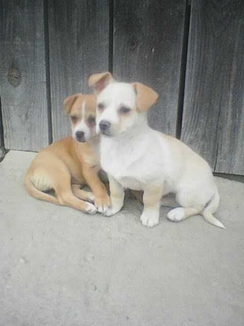 Oddam dwie małe suczki