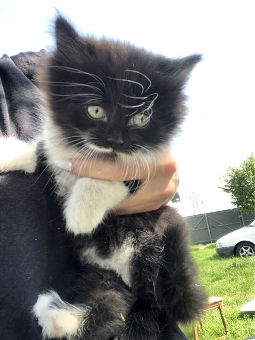 Кошенята терміново шукають дім