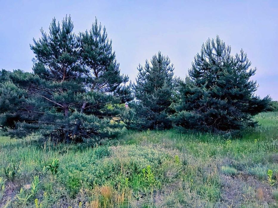 Ділянка с соснами 6 сот с. Білогородка - View 3