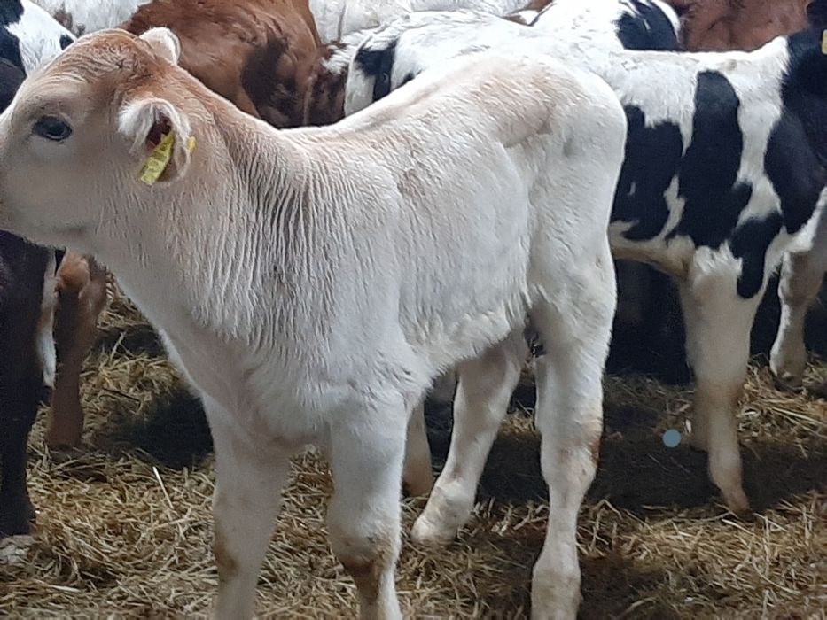 Piękne mięsne cielaki