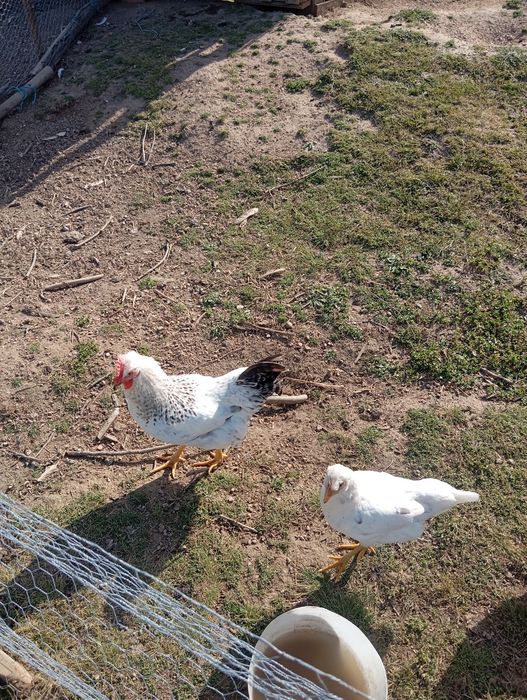 Casal de galinhas pompom