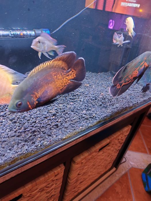 Oscar Tigre e Bronze casal