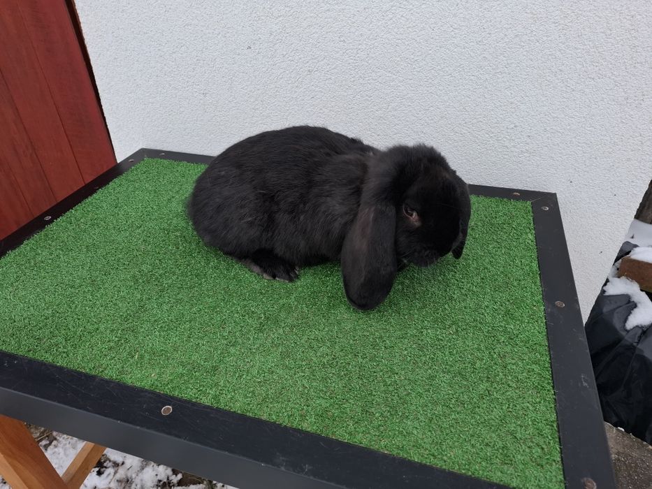 KrKóllik Baran Francuski Marburski Srokacz