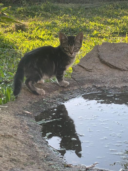 ADOÇÃO de  Gatinhos