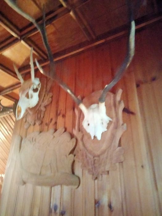 Poroża  i deski myśliwskie i inne