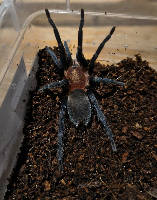 Holothele longipes L3