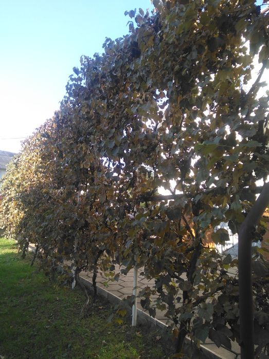 Продається будинок.Закарпатська обл.Тячівський р—н.,село Вільхівці.