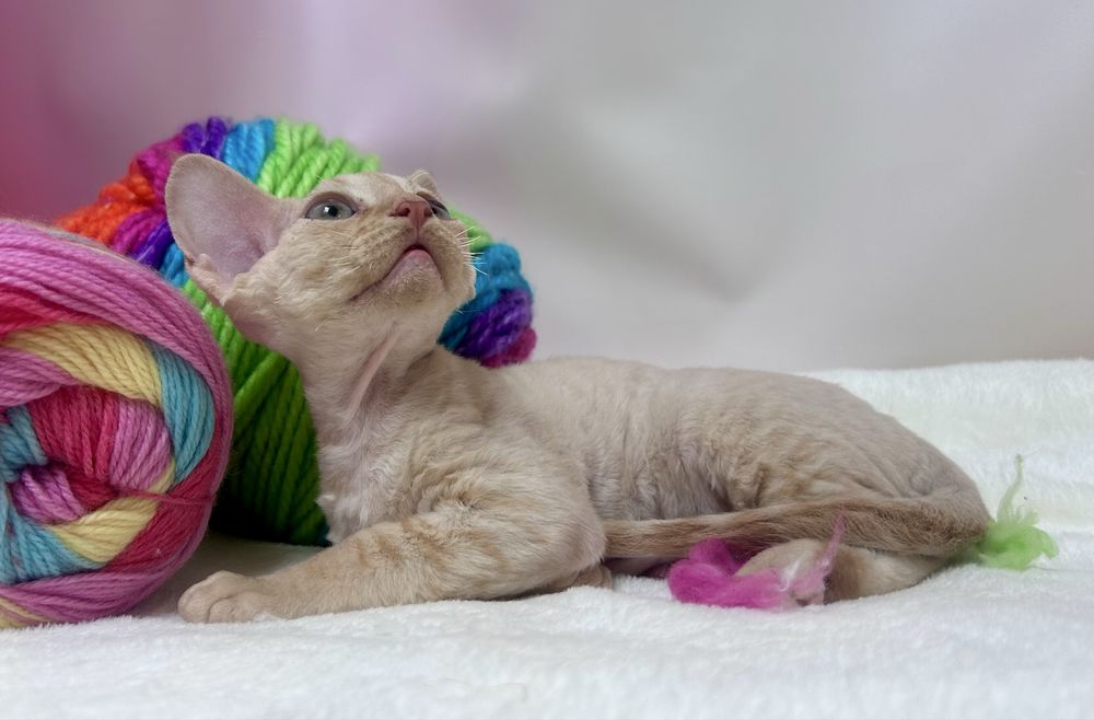 Słodki rudy kocurek devon rex, kot devon rex, FPL, FIFE
