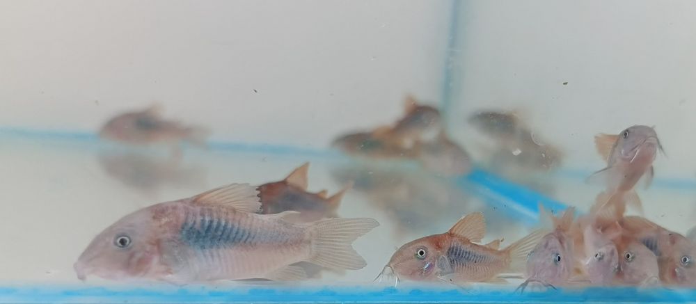 Kirys spiżowy,pstry