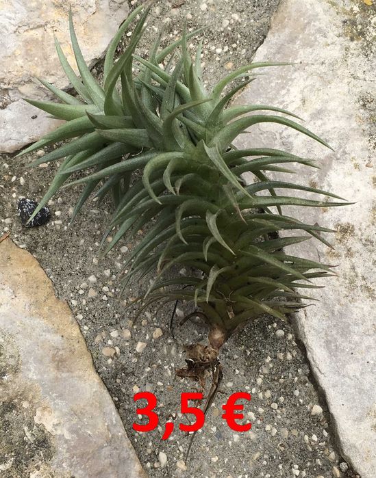 Plantas aereas (Tillandsia paucifolia)