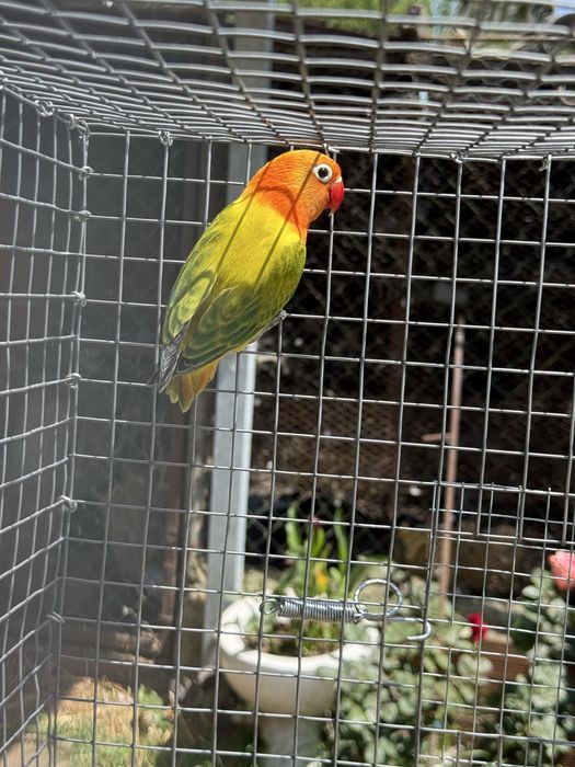 Agaporni fischer macho