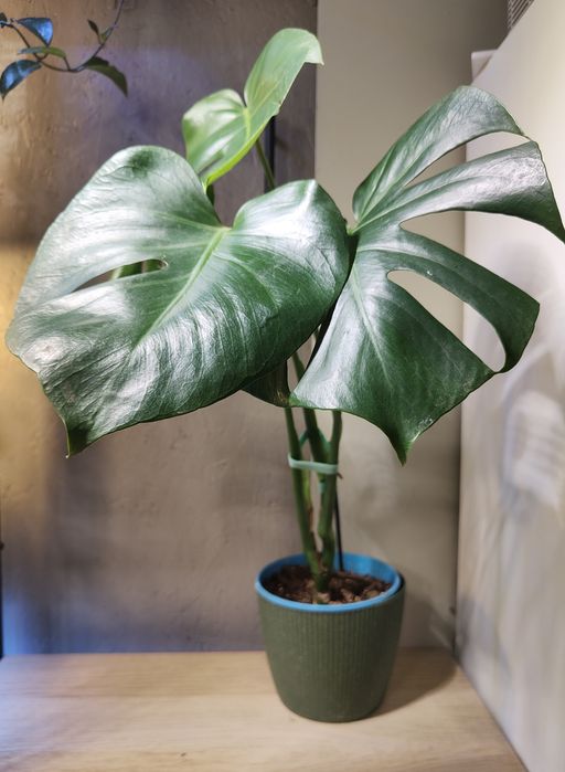Monstera deliciosa