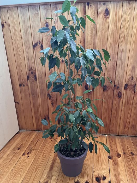 Фикус висота-84см