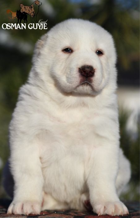 Крута дівчинка САВ Середньоазіатської вівчарки алабай