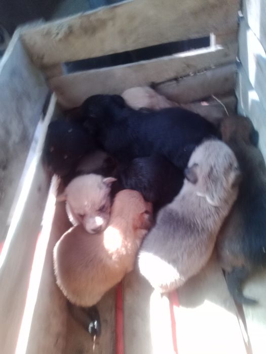 Продаю Зонарні вівчарки