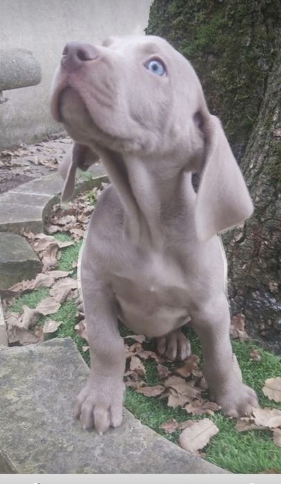 Weimaraner com lop