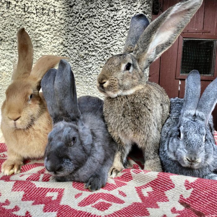 Кролі різних порід