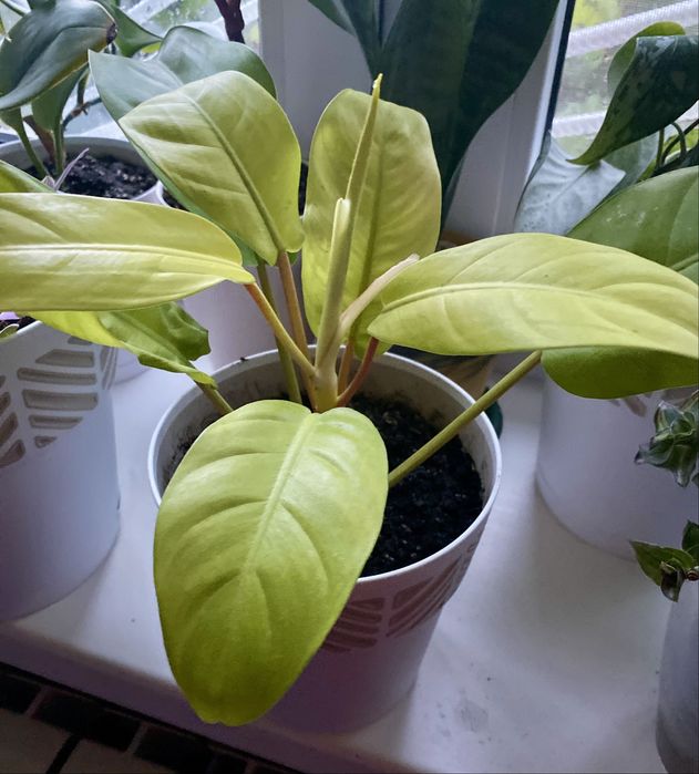 Филодендрон, кратон, традесканция, Аглонема