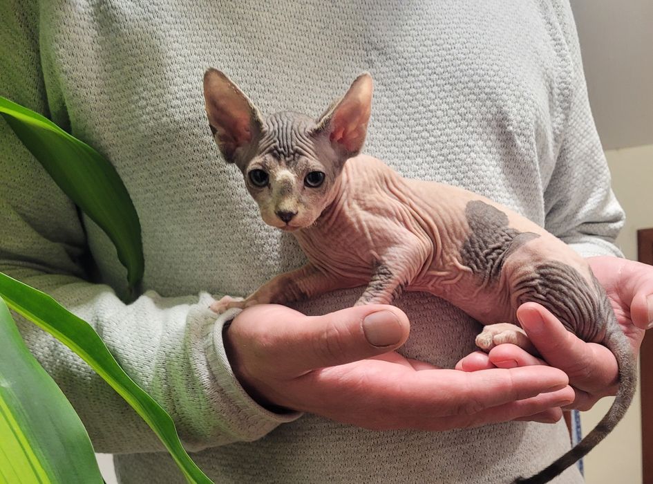 Gatinha sphynx bebé