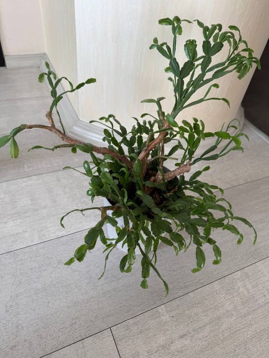 Крассула, денежное дерево, суккулент, толстянка.