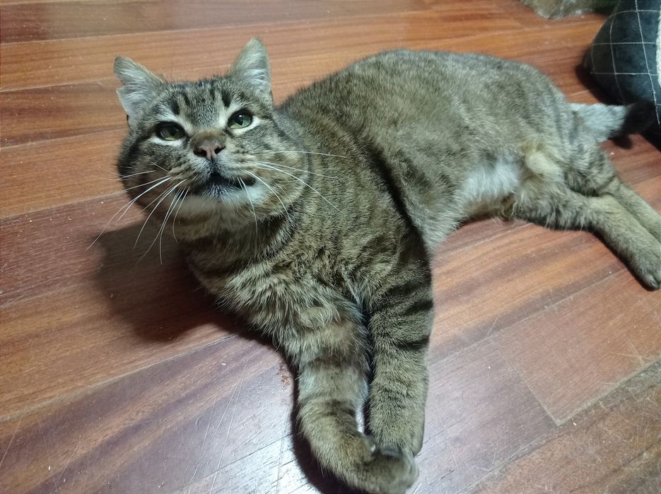 Jason - Kociarnia Ostróda