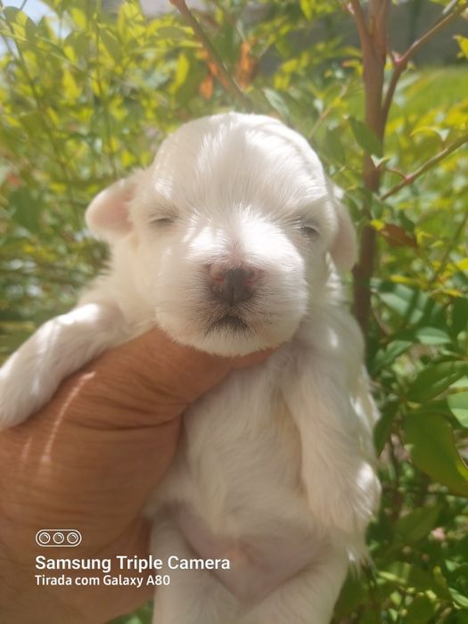 Lindo menino bixon maltês