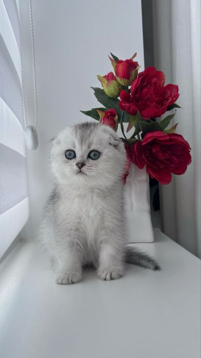 Срібна довшерста шиншила, котинята, котики