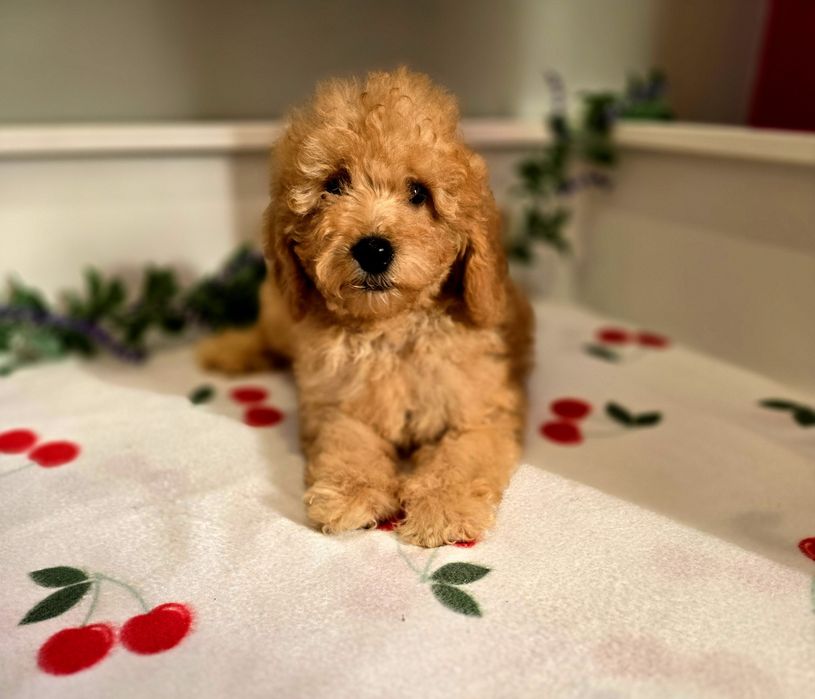 Piesek mini goldendoodle