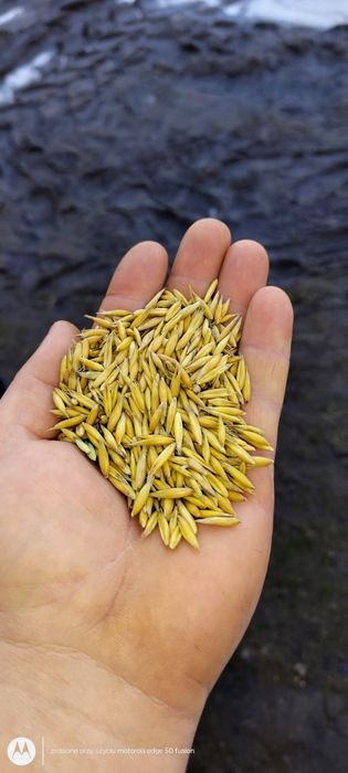 Owies młynkowany ładny gruby