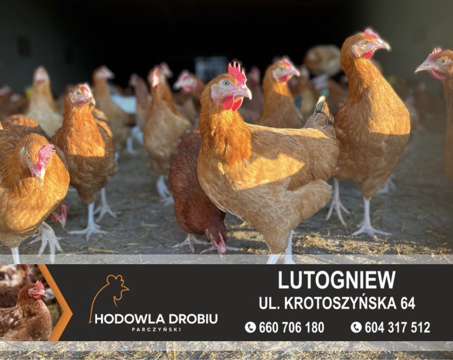 Kury Nioski Rosa, Leghorn, NovoGen Brown! MŁODE NIOSKI!