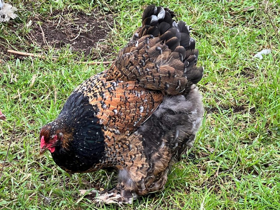 Vendo ovos galados brama cedosa e jersy