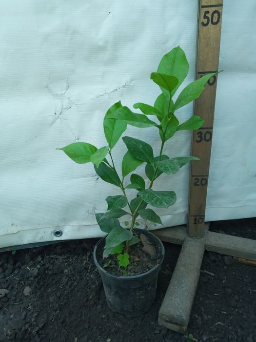 Лимони домашні рослини