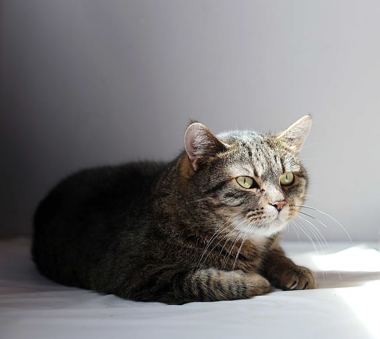 Popatrz jakie Cudne Koty potrzebują domu- wspólnego oczywiście.