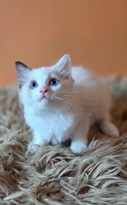 Ragdoll piękne kocięta z rodowodem