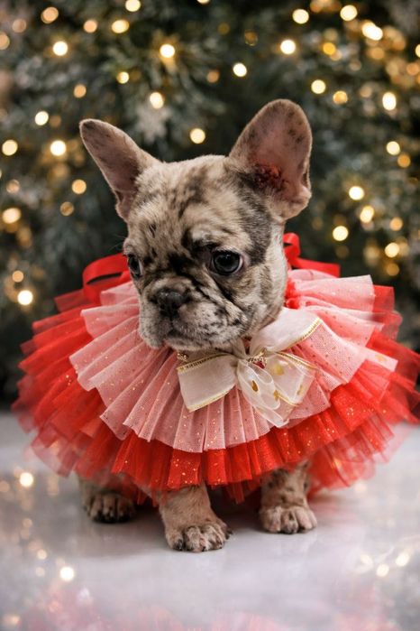 Девочка французского бульдога