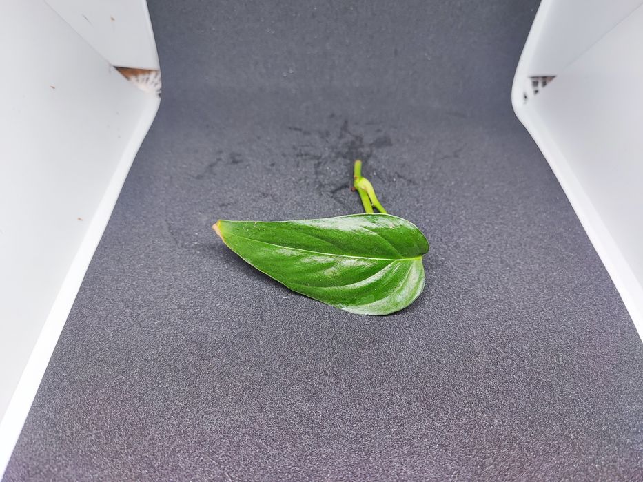 Monstera Colombian form