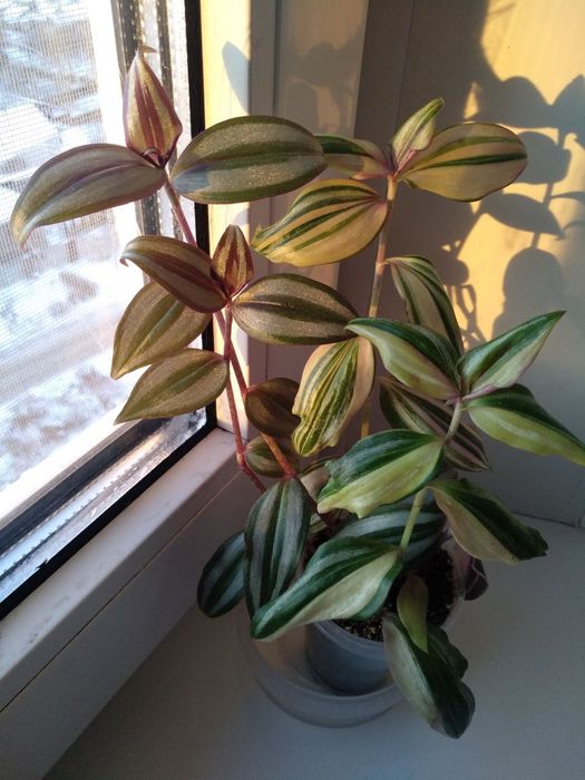 Сеткреазия вариегатная,мультиколор