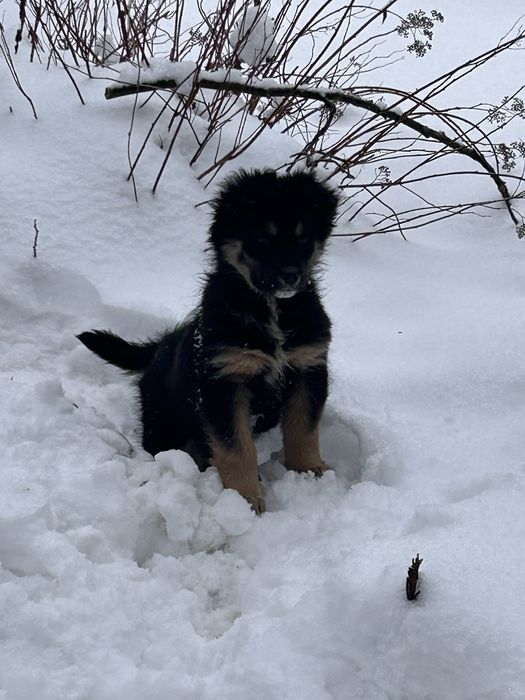 Віддам цуценята .