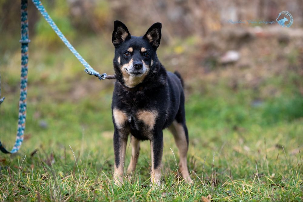 Mały,czarny,spokojny pies w typie rasy Shiba Inu.Piękny i mądry samiec