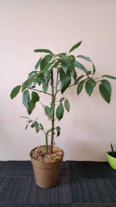 Філодендрон деревовидний