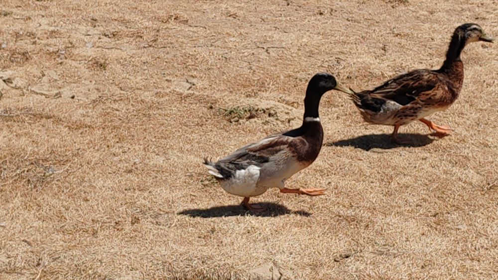 Ovos Patos jardim juvenis ornamentais